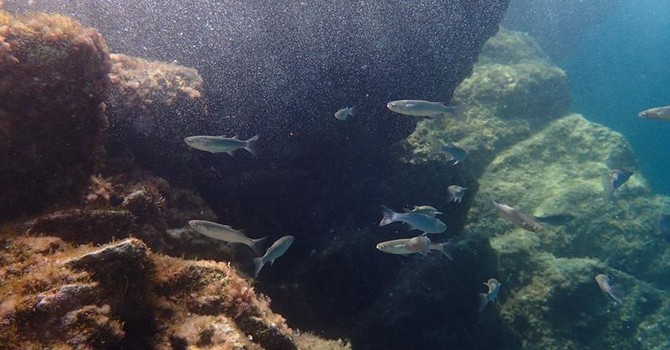 Sottocosta …a cura di Ghjuvan Pasquale