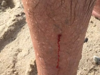 Balistoides-viridescens @Rafi-Amar Balistoides-viridescens @Rafi-Amar