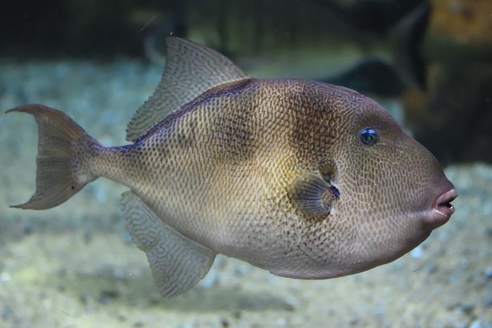 Balista grigio (Balistes capriscus)
