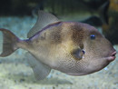 Pesce balestra (baliste) Pesce balestra (baliste)