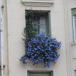 "Balconcino fiorito...e si vede" di Alessio Gori
