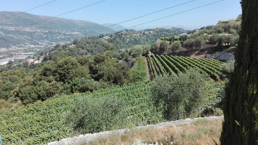 Colline di Bellet, foto di Patrizia Gallo