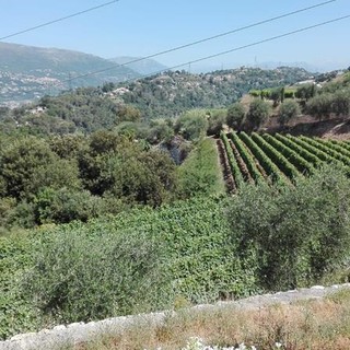 Colline di Bellet, foto di Patrizia Gallo