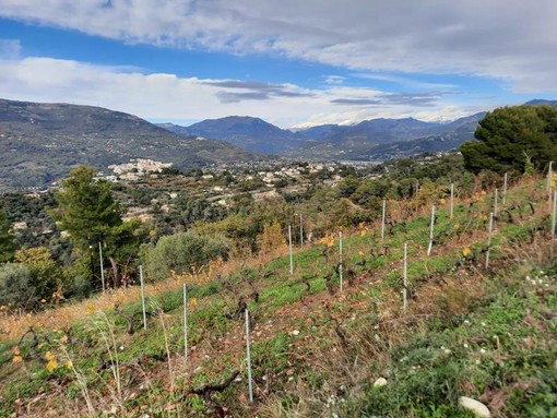 Le colline e le vigne di Bellet in autunno, fotografie di Patrizia Gallo e Danilo Radaelli Le colline e le vigne di Bellet in autunno, fotografie di Patrizia Gallo e Danilo Radaelli