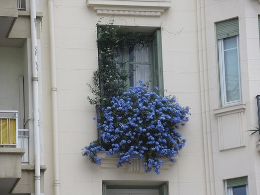"Balconcino fiorito...e si vede" di Alessio Gori