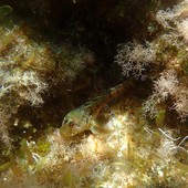 Sottocosta …a cura di Ghjuvan Pasquale Sottocosta …a cura di Ghjuvan Pasquale