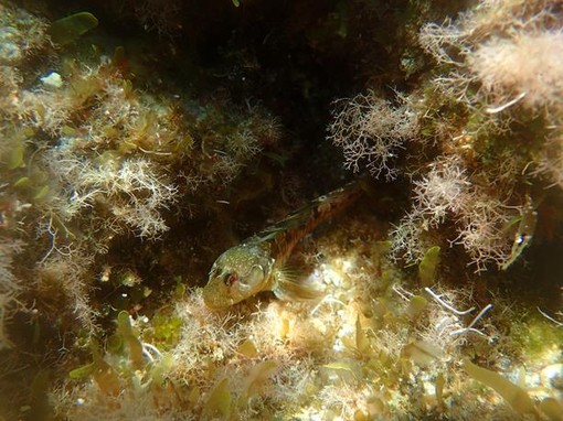 Sottocosta …a cura di Ghjuvan Pasquale