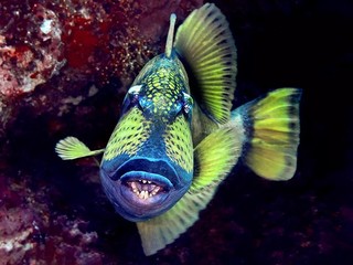 Balistoides morsicatura social Balistoides morsicatura social