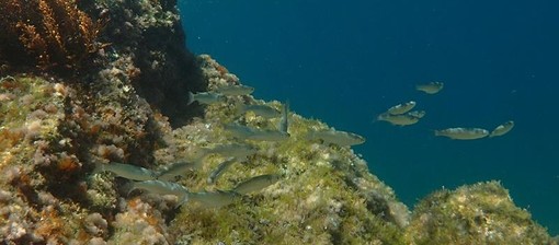 Sottocosta …a cura di Ghjuvan Pasquale