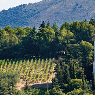 Le vigne di Bellet a Nizza Le vigne di Bellet a Nizza