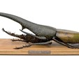 Dynastes Hercules Linné Gigantus (Expédition Bornéo 1904), 1994 Acrylique sur résine, 78 x 27 x 9 cm Collection Ville de Nice / Donation Ferrero © Michel COEN