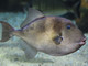Pesce balestra (baliste) Pesce balestra (baliste)