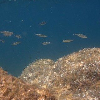 Sottocosta …a cura di Ghjuvan Pasquale