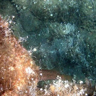 Sottocosta …a cura di Ghjuvan Pasquale