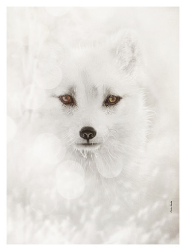 Monaco, al Museo Oceanografico una tavola rotonda sulle missioni polari Monaco, al Museo Oceanografico una tavola rotonda sulle missioni polari