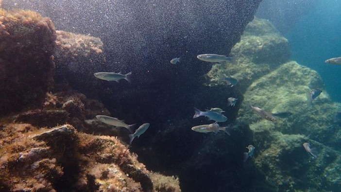 Sottocosta …a cura di Ghjuvan Pasquale