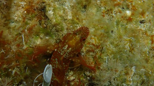 Sottocosta …a cura di Ghjuvan Pasquale Sottocosta …a cura di Ghjuvan Pasquale