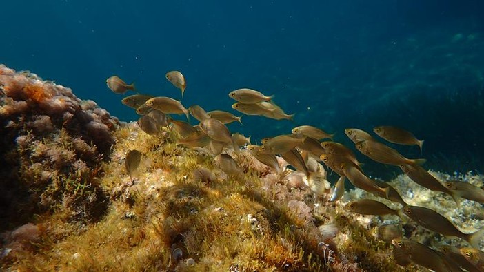 Sottocosta …a cura di Ghjuvan Pasquale