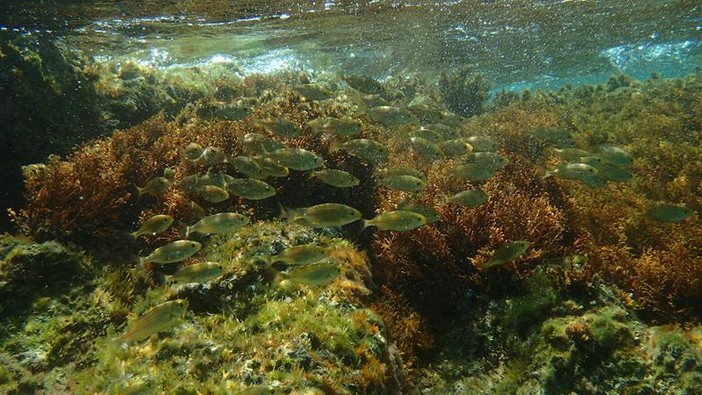 Sottocosta …a cura di Ghjuvan Pasquale