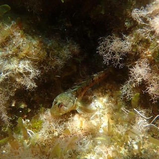 Sottocosta …a cura di Ghjuvan Pasquale