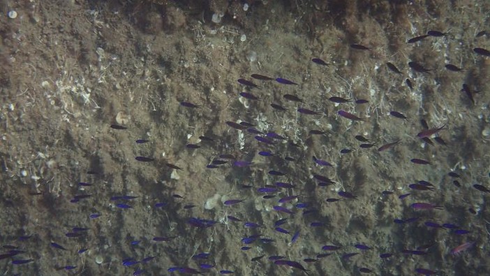 Sottocosta …a cura di Ghjuvan Pasquale Sottocosta …a cura di Ghjuvan Pasquale