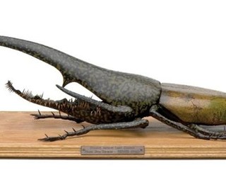 Dynastes Hercules Linné Gigantus (Expédition Bornéo 1904), 1994 Acrylique sur résine, 78 x 27 x 9 cm Collection Ville de Nice / Donation Ferrero © Michel COEN Dynastes Hercules Linné Gigantus (Expédition Bornéo 1904), 1994 Acrylique sur résine, 78 x 27 x 9 cm Collection Ville de Nice / Donation Ferrero © Michel COEN