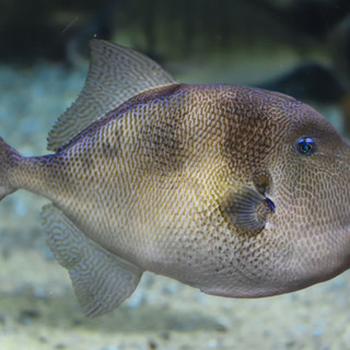 Pesce balestra (baliste)