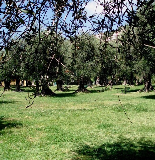 L'Olivaie di Beaulieu sur Mer L'Olivaie di Beaulieu sur Mer