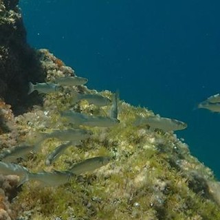 Sottocosta …a cura di Ghjuvan Pasquale