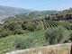 Colline di Bellet, foto di Patrizia Gallo Colline di Bellet, foto di Patrizia Gallo