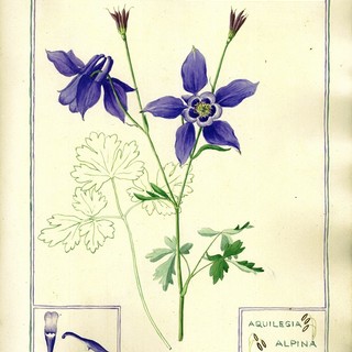 Clarence Bicknell -  Aquilegia Alpina. Coll. Association Clarence Bicknell.jpg