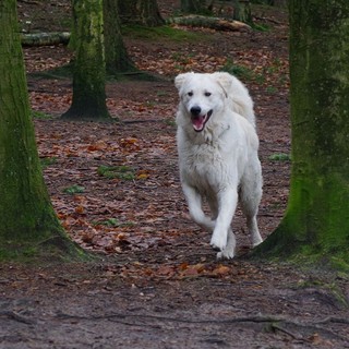 Passeggiate nel bosco: è obbligatorio tenere il cane al guinzaglio