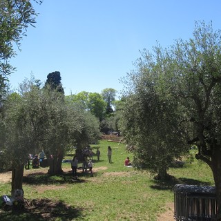 Cimiez, à l’ombre des oliviers