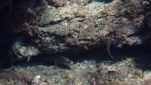 Sottocosta …a cura di Ghjuvan Pasquale