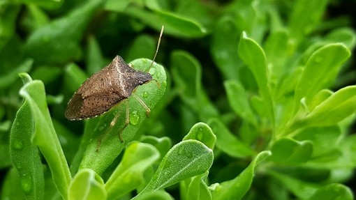 Cimici, 3 consigli naturali per sbarazzarsene da casa Cimici, 3 consigli naturali per sbarazzarsene da casa