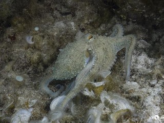 Poulpe présent sur les statues de l'écomusée JDCT - Cannes (c) Stéphane Jamme Poulpe présent sur les statues de l'écomusée JDCT - Cannes (c) Stéphane Jamme