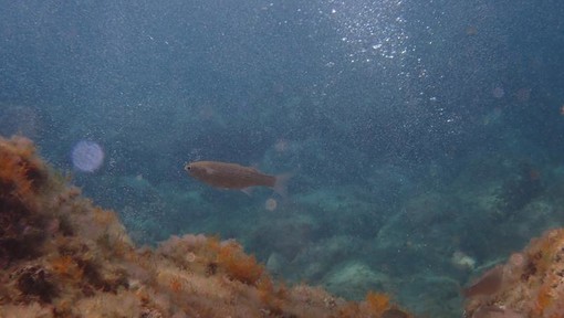 Sottocosta …a cura di Ghjuvan Pasquale