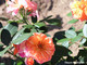 Coup de coeur des Amis de la Roseraie - Fleurs multiples Meiconfiz.