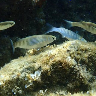 Sottocosta …a cura di Ghjuvan Pasquale Sottocosta …a cura di Ghjuvan Pasquale