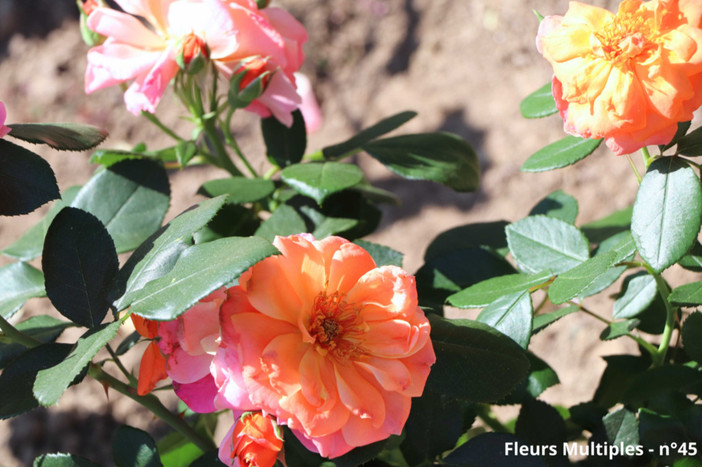 Coup de coeur des Amis de la Roseraie - Fleurs multiples Meiconfiz.
