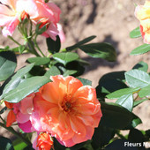 Coup de coeur des Amis de la Roseraie - Fleurs multiples Meiconfiz.