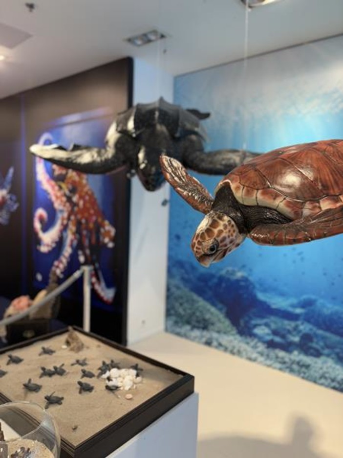 Carnaval Aquatique a Nicetoile Carnaval Aquatique a Nicetoile