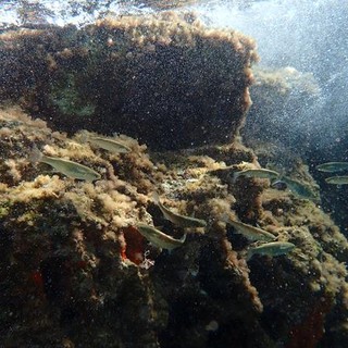 Sottocosta …a cura di Ghjuvan Pasquale