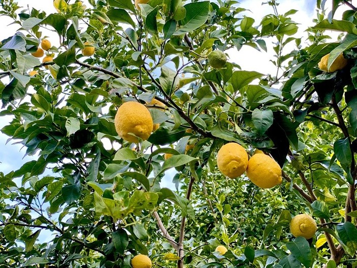 La mafia del limone? Ombre e sospetti sugli agrumi della Côte d’Azur La mafia del limone? Ombre e sospetti sugli agrumi della Côte d’Azur
