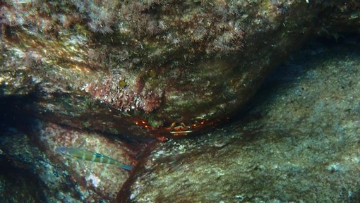 Sottocosta …a cura di Ghjuvan Pasquale