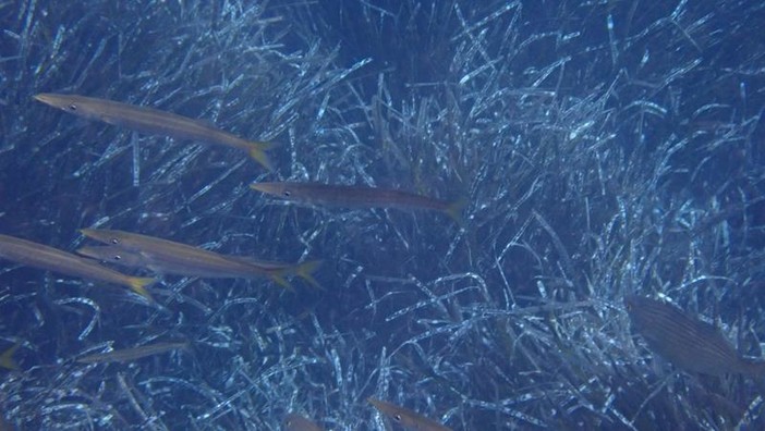 Sottocosta …a cura di Ghjuvan Pasquale Sottocosta …a cura di Ghjuvan Pasquale