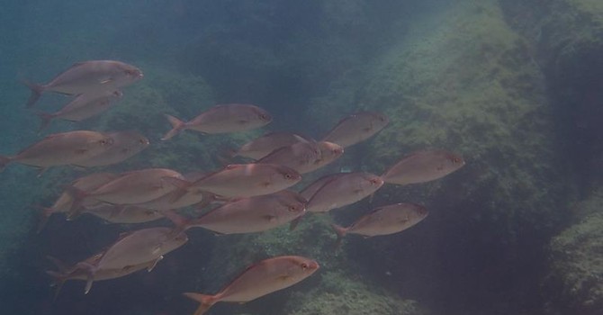 Sottocosta …a cura di Ghjuvan Pasquale