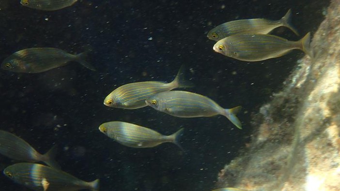 Sottocosta …a cura di Ghjuvan Pasquale