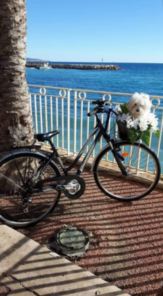 Cane a passeggio (foto di Luisella Cappio)