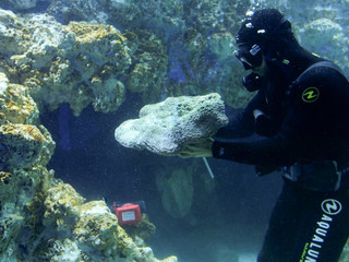 Sequenza inaugurale, Museo oceanografico di Monaco, 24 ottobre 2025 © Philippe Fitte / Institut océanographique. Sequenza inaugurale, Museo oceanografico di Monaco, 24 ottobre 2025 © Philippe Fitte / Institut océanographique.